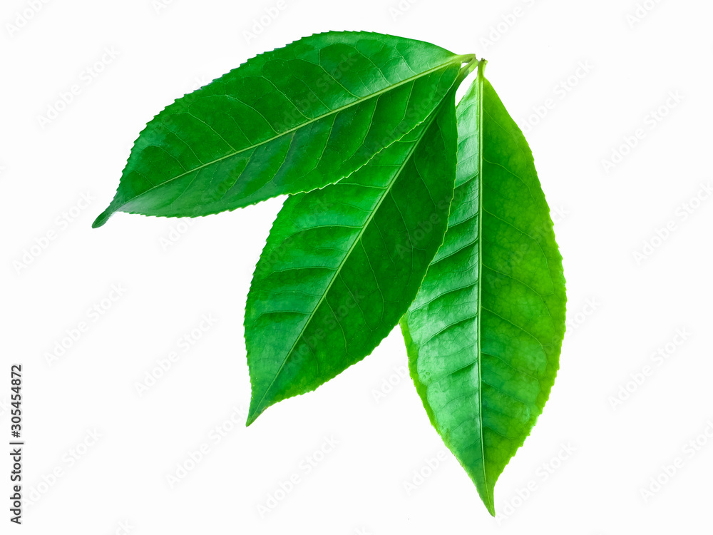 green leaves isolated on white background, fresh green tea leaves green leaves isolated on white background, fresh green tea leaves