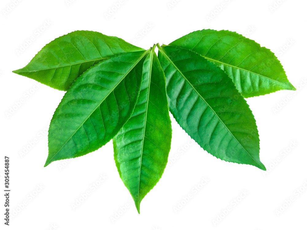 Obraz premium green leaves isolated on white background, fresh green tea leaves 