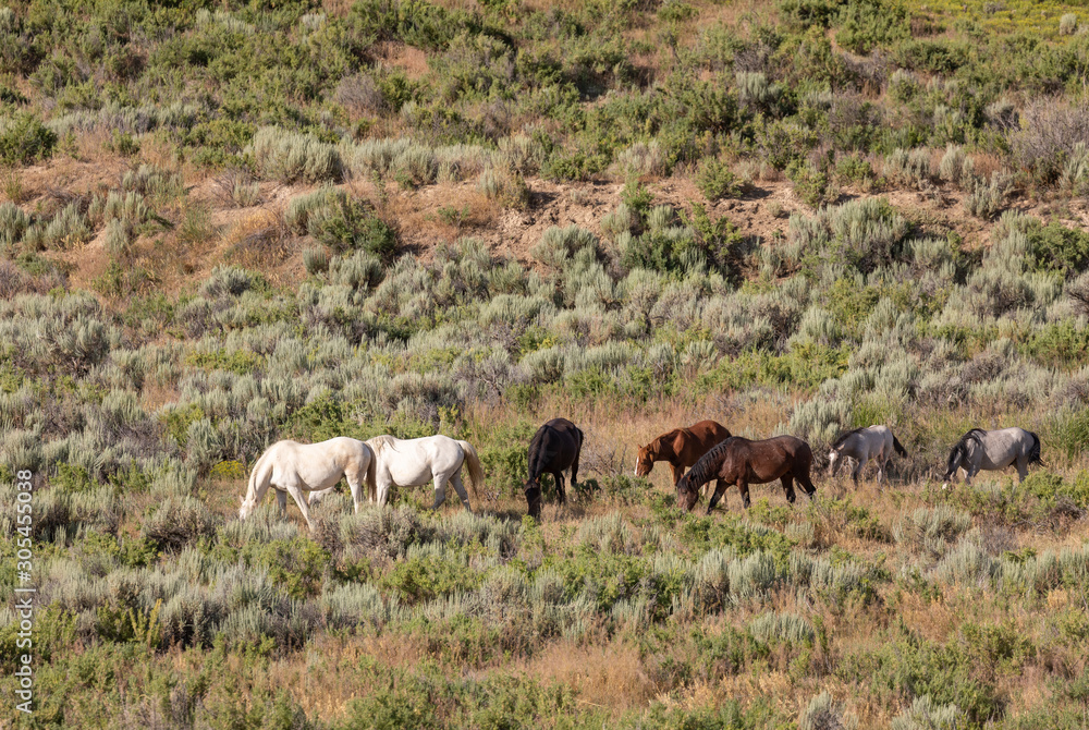 Obraz premium Herd of Wild Horses in Sand Wash Basin Colorado