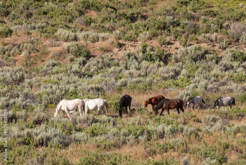 Herd of Wild Horses in Sand Wash Basin Colorado  © natureguy