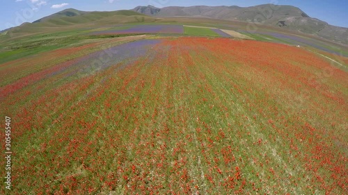 Castelluccio di Norcia fiorita 2016 (drone)