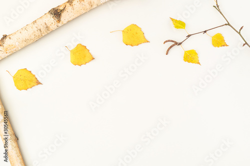 Fototapeta Composition Autumn on white background of birch wood with bark and birch branch with yellow leaves and copyspace top view flat Betula
