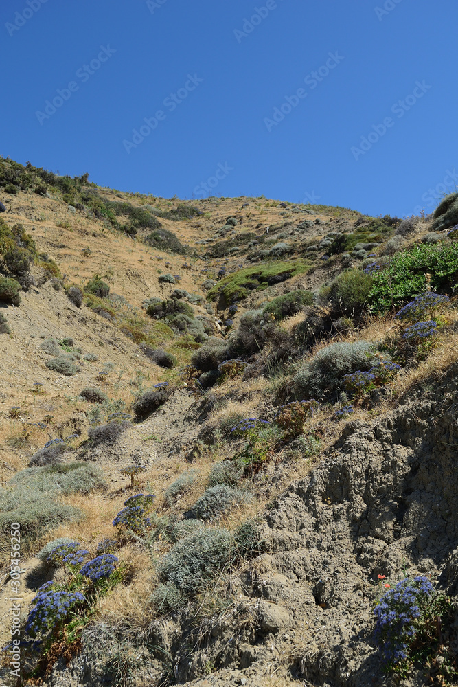 spontaneous flora on turkish aegean island Gokceada