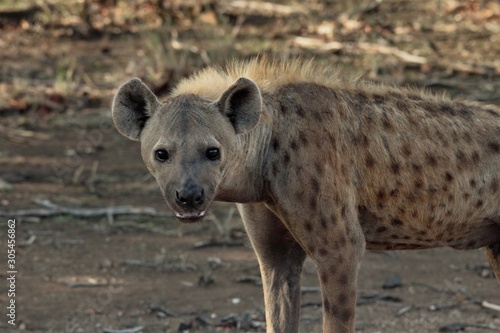 Hyena in Kruger National Park 