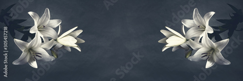 Dark foggy background with white lily flowers on dark blue background. Selective focus. Copy space. Horizontal banner.