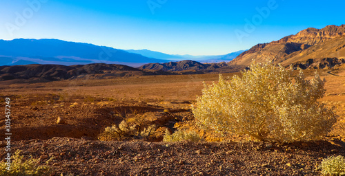 Strauch in der Mojave Wüste, iDeath Valley