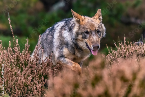 Lone wolf running in autumn forest Czech Republic