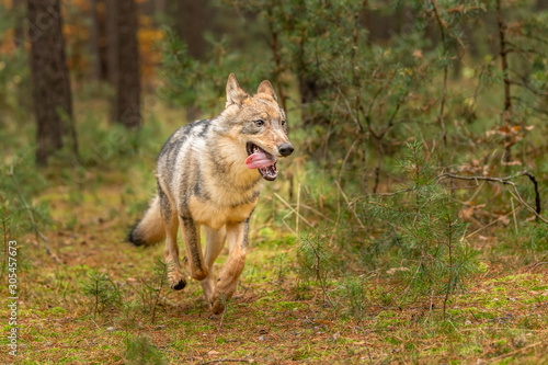 Lone wolf running in autumn forest Czech Republic © vaclav
