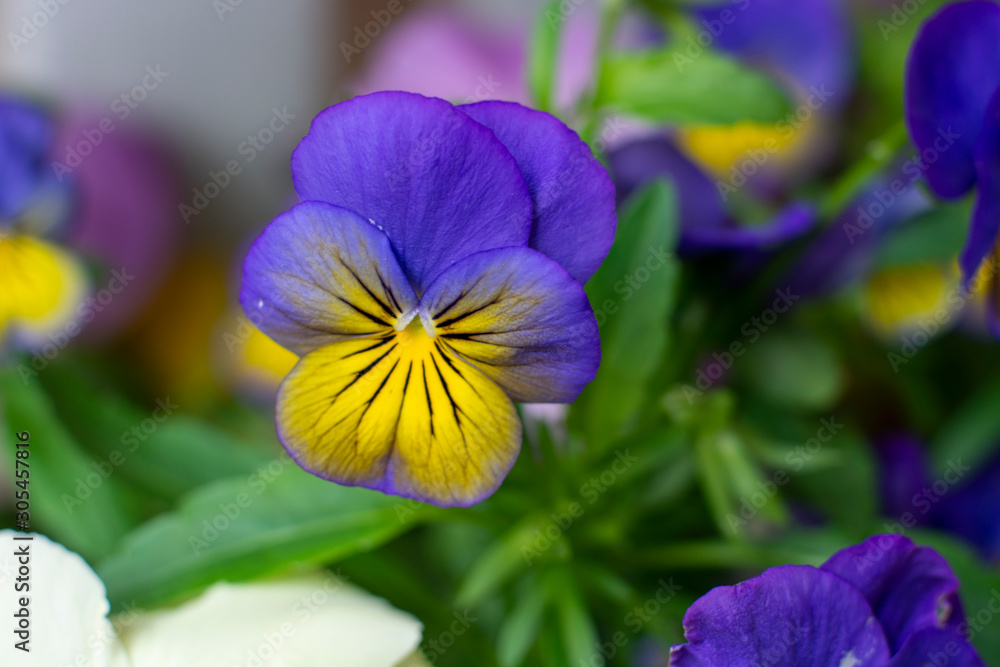 viola tricolor viola tricolor