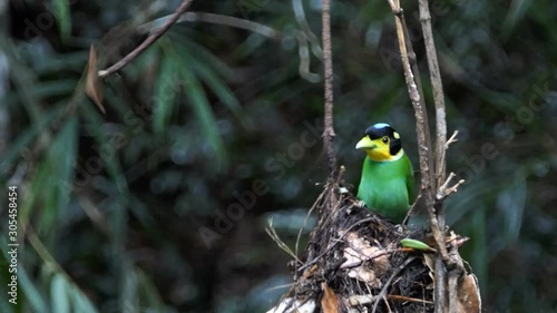 Long tailed broadbill bird in nauture