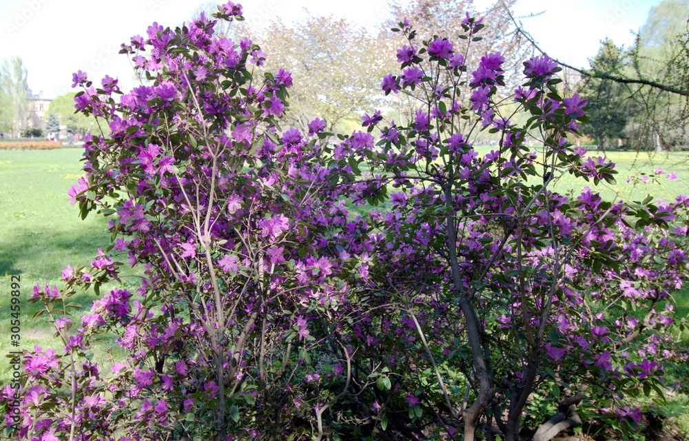 Traveler's view of flowers and landscapes in parks Traveler's view of flowers and landscapes in parks