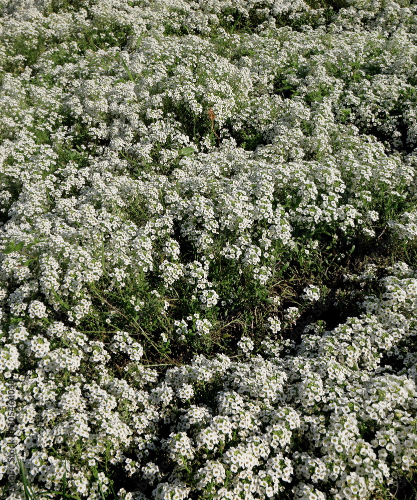 Traveler's view of flowers and landscapes in parks Traveler's view of flowers and landscapes in parks