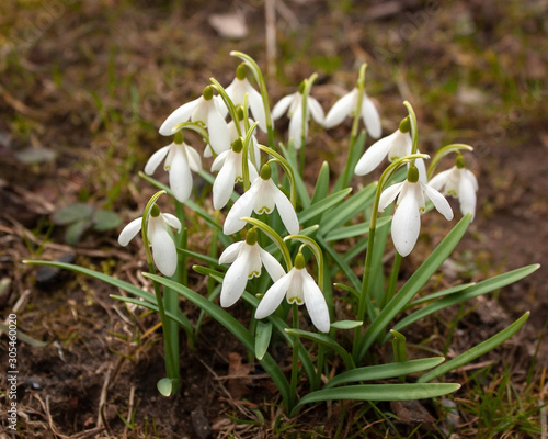 White snowdrops with green leaves are like a bouquet against the background of last yearâ€™s leaves.