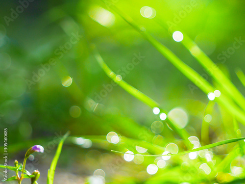  Green bokeh from water droplets on the grass in the morning