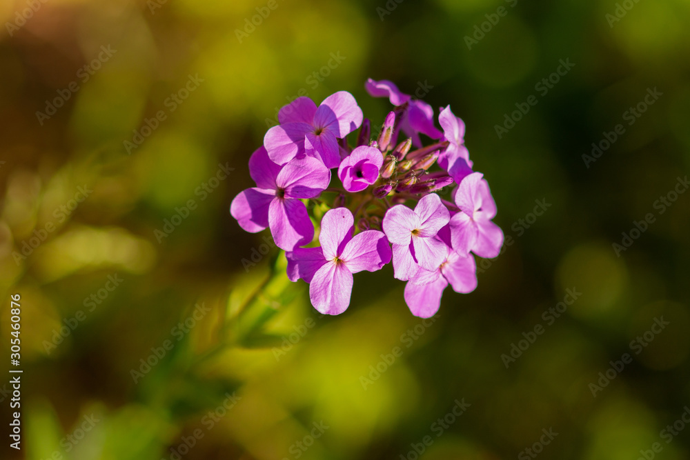 Evening Violet. Close-up of lilac flowers on a green background on a sunny day. Selective focus Evening Violet. Close-up of lilac flowers on a green background on a sunny day. Selective focus