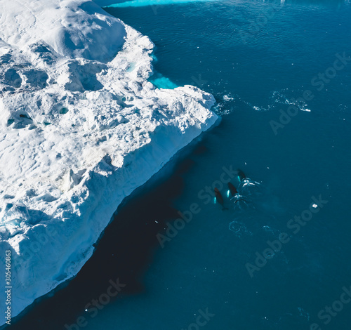3 Humpback Whale dive near Ilulissat among icebergs. Their source is by the Jakobshavn glacier. The source of icebergs is a global warming and catastrophic thawing of ice, Disko Bay, Greenland © Mathias