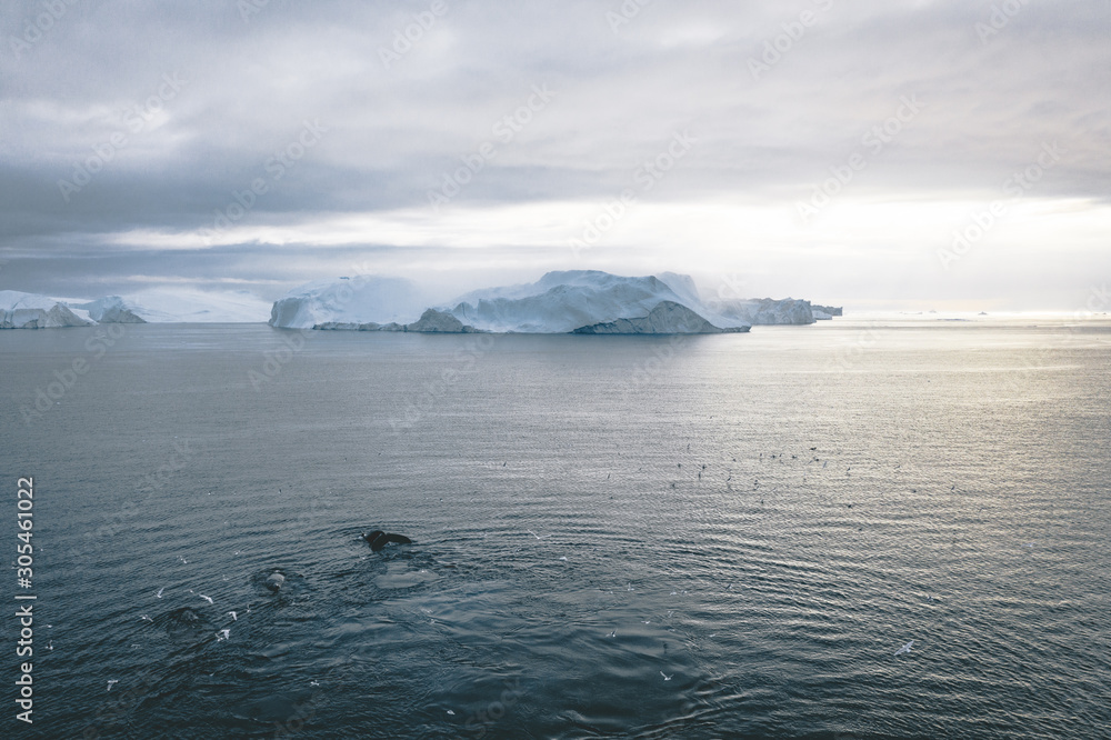 Whale dive near Ilulissat among icebergs. Their source is by the Jakobshavn glacier. The source of icebergs is a global warming and catastrophic thawing of ice, Disko Bay, Greenland