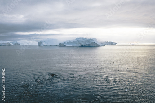 Whale dive near Ilulissat among icebergs. Their source is by the Jakobshavn glacier. The source of icebergs is a global warming and catastrophic thawing of ice  Disko Bay  Greenland