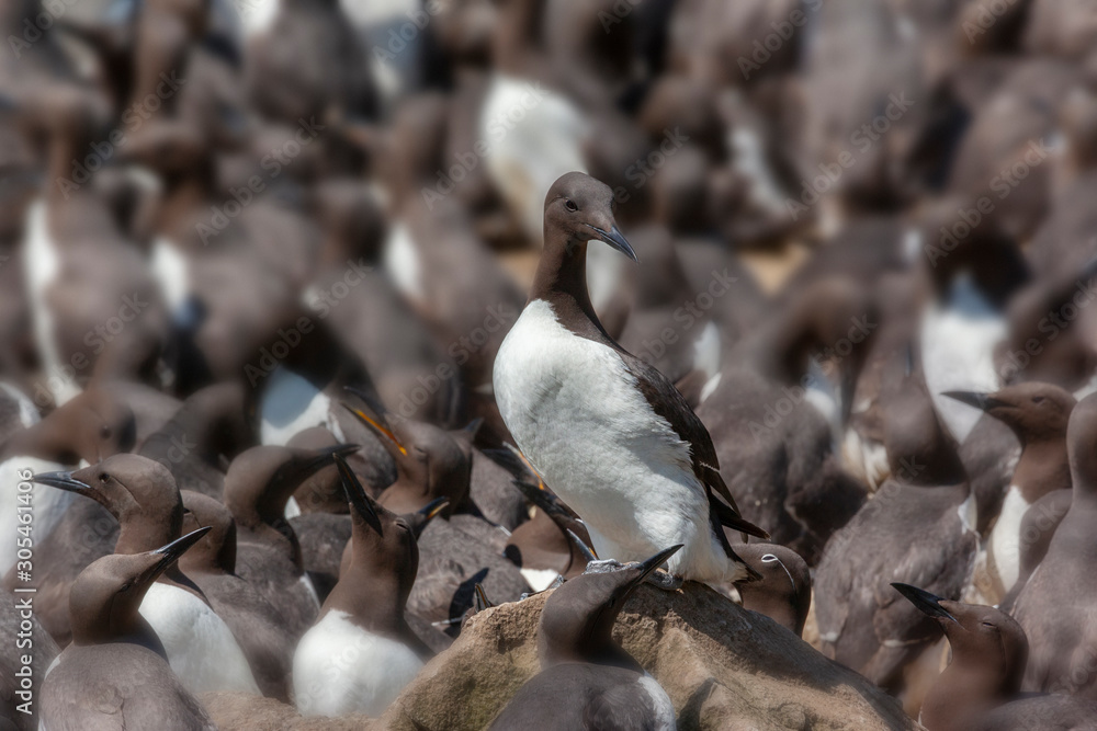 Fototapeta premium Colony of Guillemots - Island of Lunga - Scotland