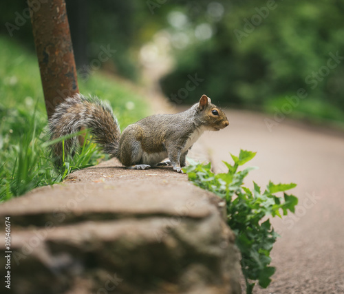 squirrel  © Ellie