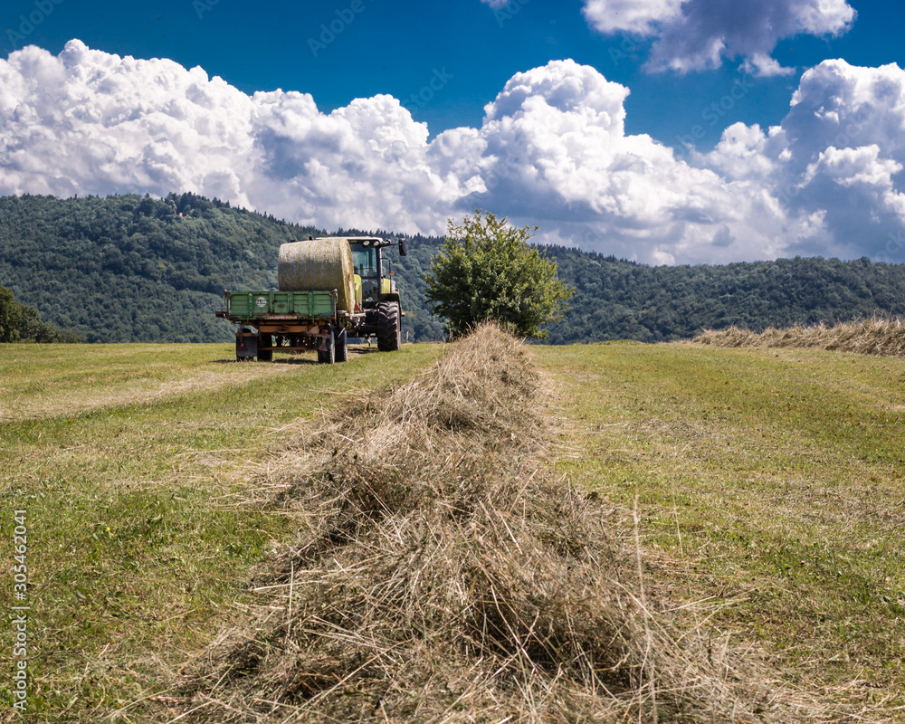 Naklejka premium Harvest in summer.