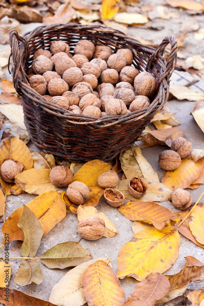 Walnuts in a wicker basket on a background of fallen yellow leaves Walnuts in a wicker basket on a background of fallen yellow leaves