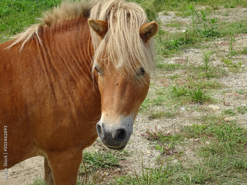 portrait of a horse portrait of a horse