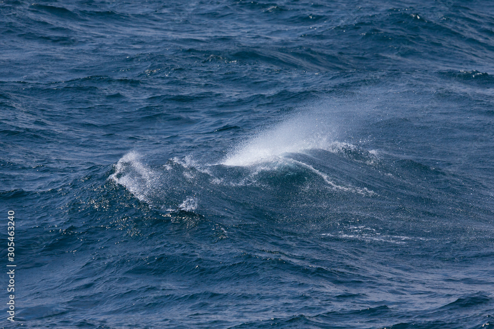 Waves of stormy cold sea on the south of Iceland