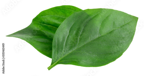 basil leaves isolated on white background with clipping path