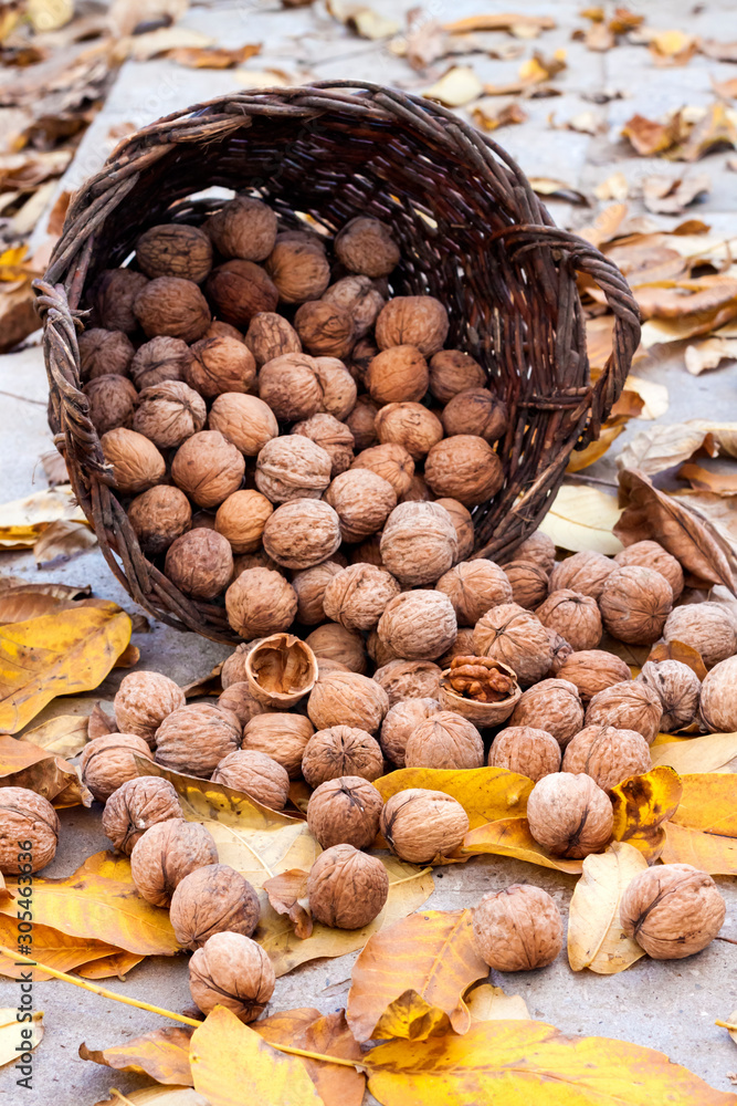 Walnuts in a wicker basket on a background of fallen yellow leaves Walnuts in a wicker basket on a background of fallen yellow leaves