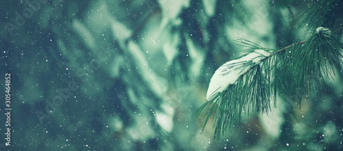 Winter Season Outdoor Holiday Evergreen Christmas Tree Pine Branches Covered With Snow and Falling Snowflakes, Horizontal, Copy Space © IrisImages
