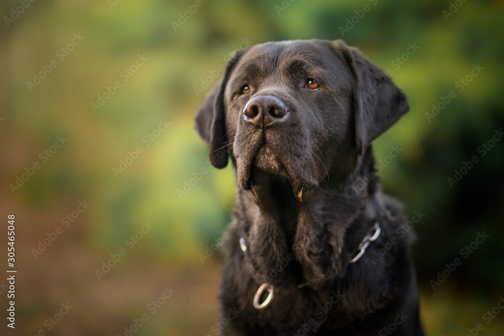 Labrador dog Labrador dog