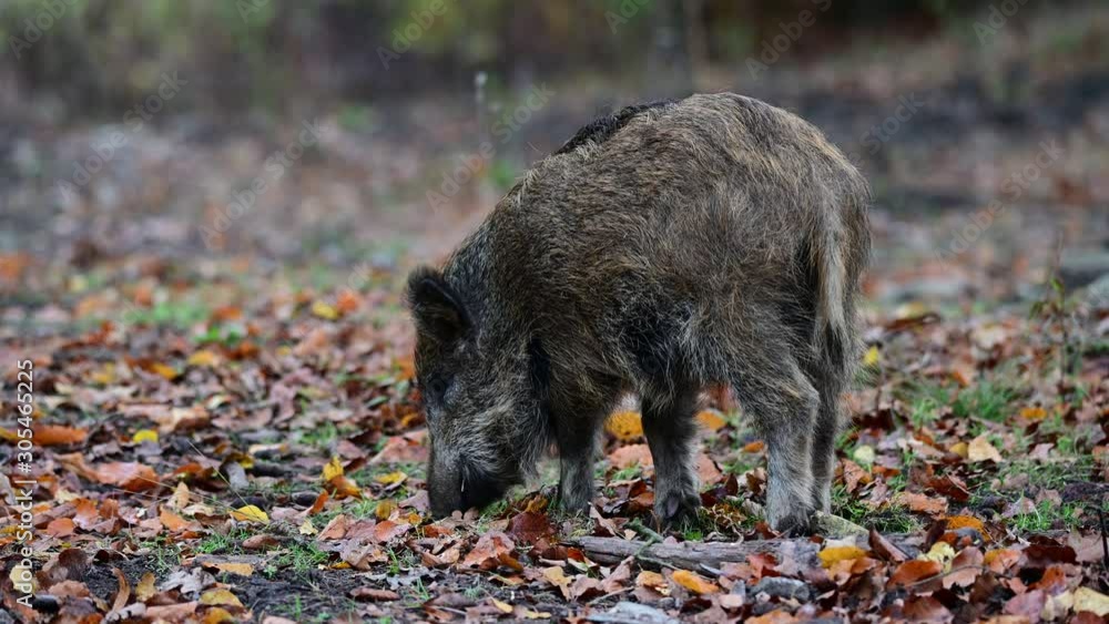 Young wild boar search feed in the forest with mother, autumn, (sus scrofa), germany Young wild boar search feed in the forest with mother, autumn, (sus scrofa), germany