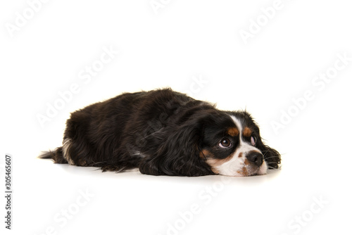 King Charles spaniel lying down on the floor looking away isolated on a white background