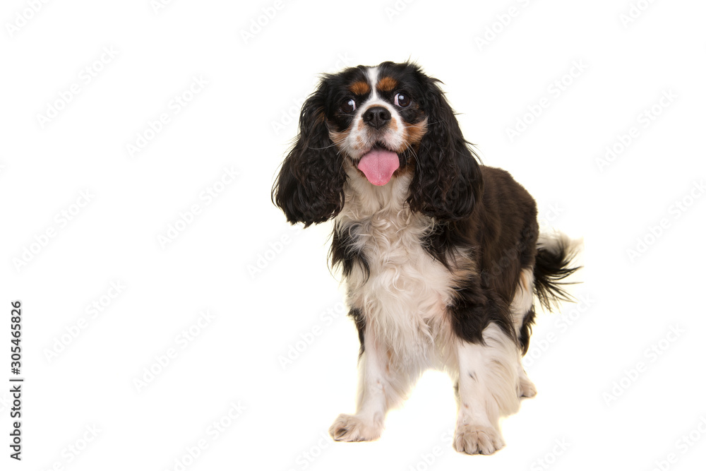 Cute King Charles spaniel looking at the camera lying isolated on a white background