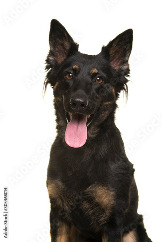 Portrait of a bohemian shepherd looking at the camera with mouth open isolated on a white background in a vertical image