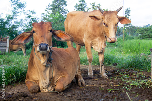 Two cows are looking at a camera standing and another sitting in a feeding area.