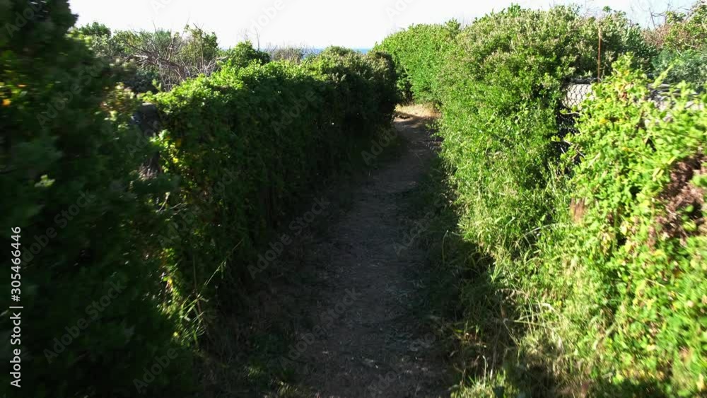 POV forward walk on narrow footpath surrounded by thick coastal vegetation leading to the ocean view POV forward walk on narrow footpath surrounded by thick coastal vegetation leading to the ocean view