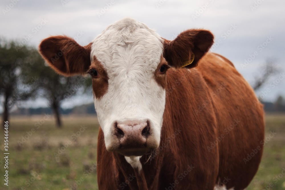 portrait of cow in field
