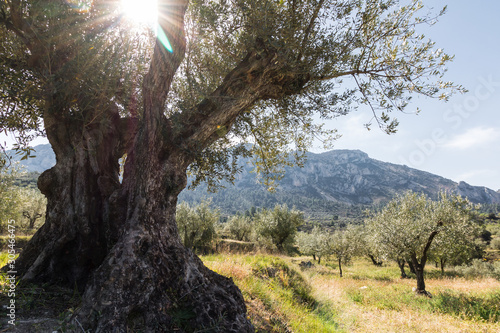 El sol se ve detras de un olivo centenario en las montañas de Alicante