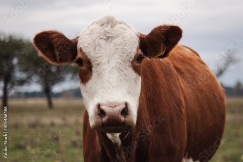 portrait of cow in field © singerfotos