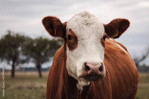 portrait of a cow