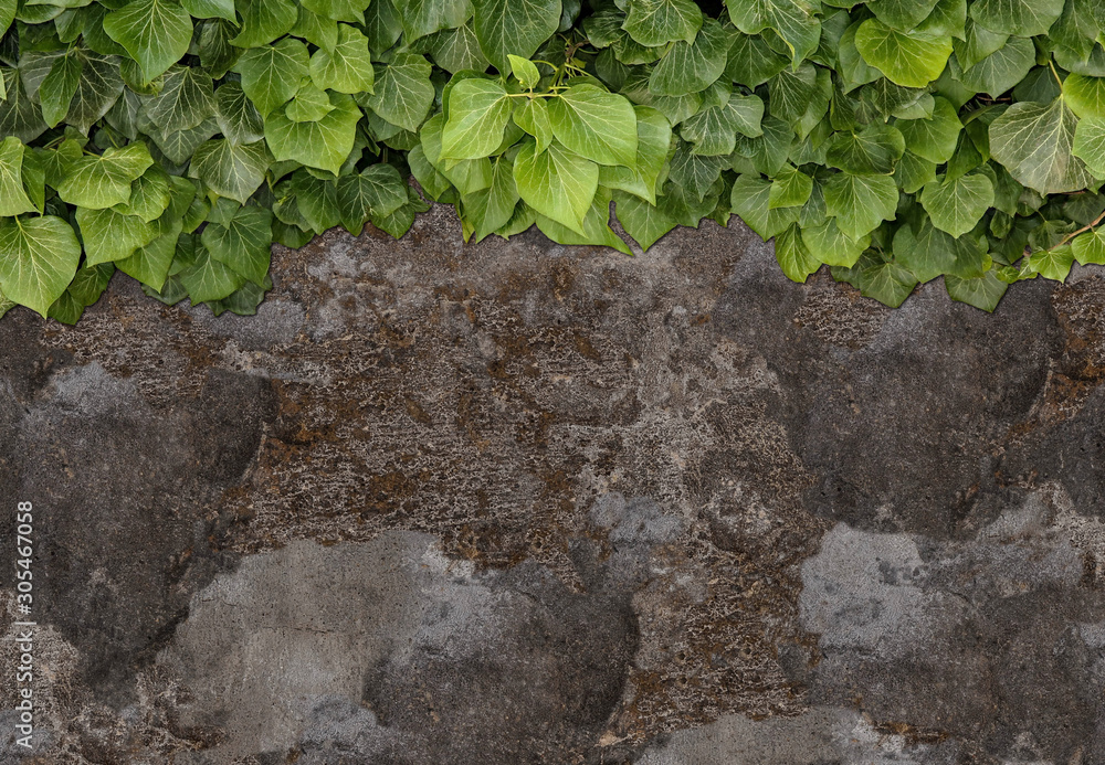Old painted concrete wall creeper vines, ivy. Vintage panoramic banner background.