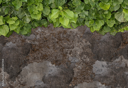 Old painted concrete wall creeper vines, ivy. Vintage panoramic banner background. © hary_cz