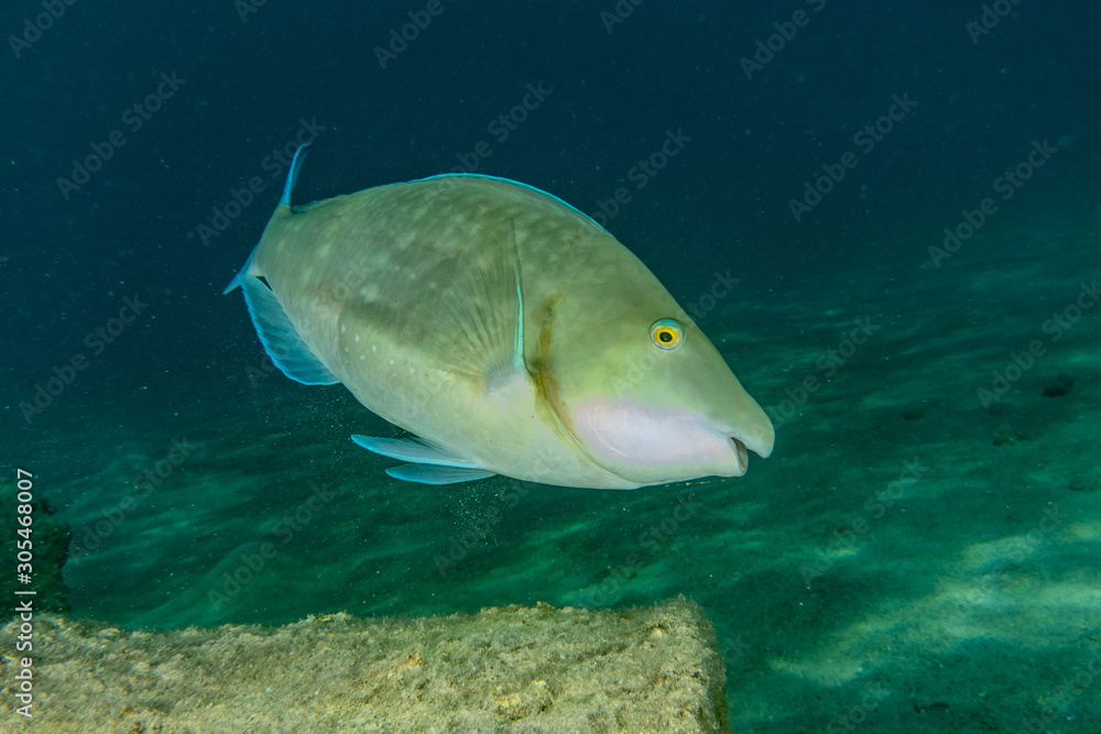 Fish swim in the Red Sea, colorful fish, Eilat Israel Fish swim in the Red Sea, colorful fish, Eilat Israel