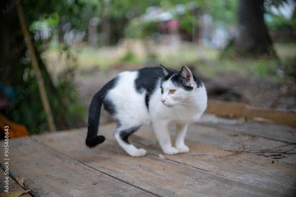 Portrait of white and black cat in the garden, close up Thai cat Portrait of white and black cat in the garden, close up Thai cat