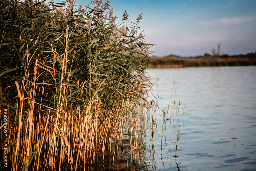 Lake with reeds at sunset Lake with reeds at sunset