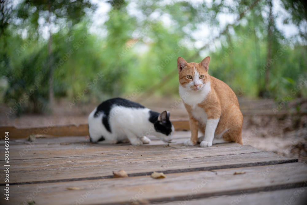 A ginger cat with white cat and black spot on the wood litter, close up Thai cat A ginger cat with white cat and black spot on the wood litter, close up Thai cat