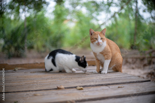 Fototapeta Naklejka Na Ścianę i Meble -  A ginger cat with white cat and black spot on the wood litter, close up Thai cat