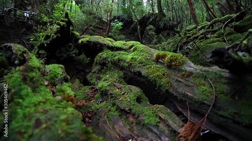 Yakushima forest, Japan